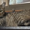 穏やかな麦わら猫一歳子育て頑張ってきました。 サムネイル5