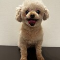 募集停止中(既にお問合せ頂いている方から決定予定)