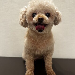 募集停止中(既にお問合せ頂いている方から決定予定)