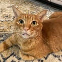 単頭飼い希望！人間大好きジャンボ猫玉藻くん