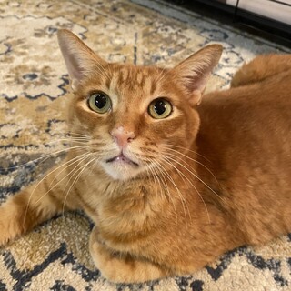 単頭飼い希望！人間大好きジャンボ猫玉藻くん