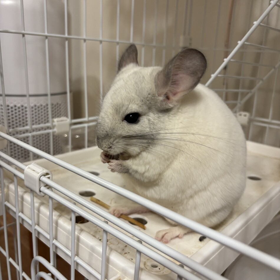 ぷいちゃんのカバー写真