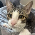 人も犬も猫も大好き♡甘えん坊れもんくん　チームN