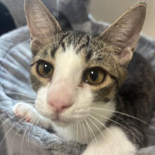 人も犬も猫も大好き♡甘えん坊れもんくん　チームN