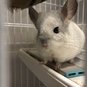 1歳になりたてのパイド色のチンチラくん