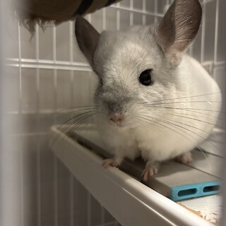 1歳になりたてのパイド色のチンチラくん