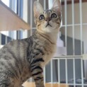 茶系のキジちゃん人馴れトレーニング中！