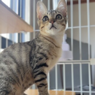 茶系のキジちゃん人馴れトレーニング中！