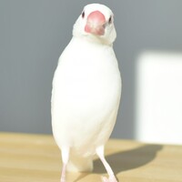 びっちゃん