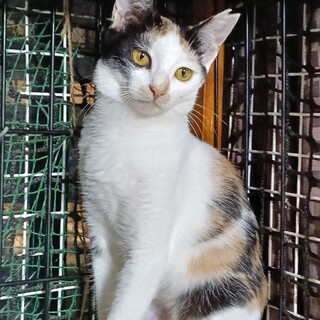 甘えん坊　美猫三毛女の子4カ月あまみちゃん