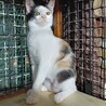 甘えん坊　美猫三毛女の子4カ月あまみちゃん サムネイル4