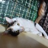 甘えん坊　美猫三毛女の子4カ月あまみちゃん サムネイル6
