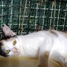 甘えん坊　美猫三毛女の子4カ月あまみちゃん サムネイル7
