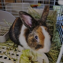 食べる時は