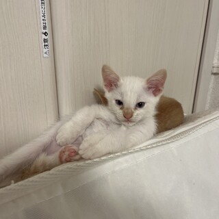 子猫の里親を探しています生後1ヶ月です