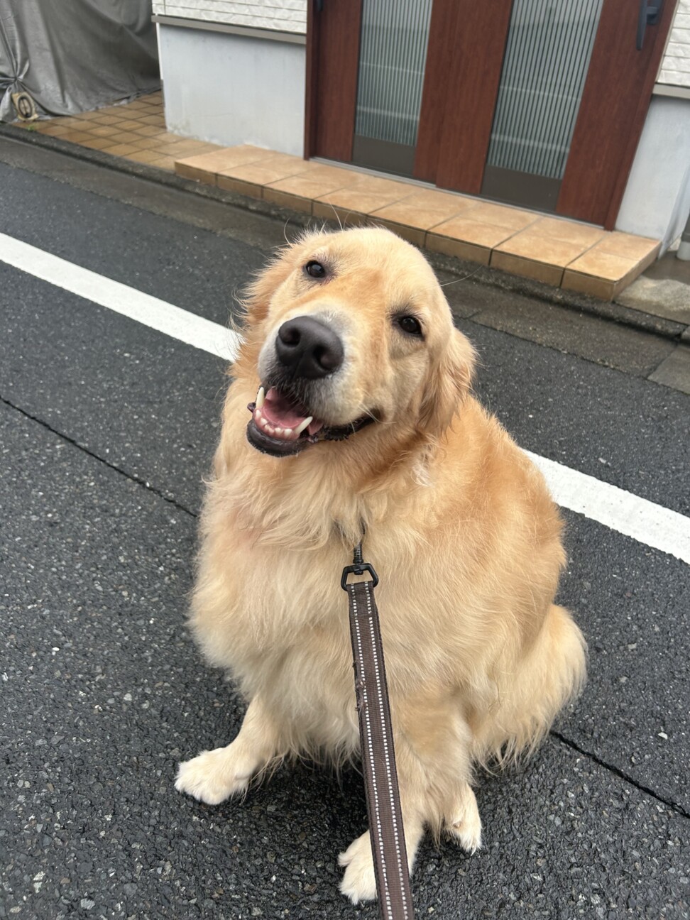 ゴールデン レトリバー 里親