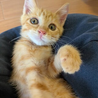 茶トラの模様のきれなモアくん