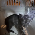 ［トライアル中！］唯一無二のサビ猫の子猫ちゃん