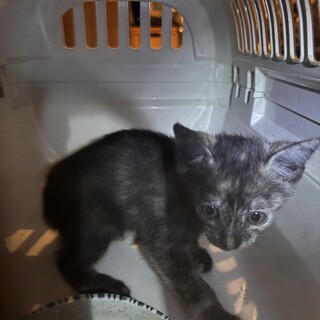 ［トライアル中！］唯一無二のサビ猫の子猫ちゃん