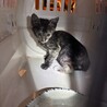 ［トライアル中！］唯一無二のサビ猫の子猫ちゃん サムネイル2