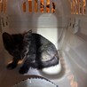 ［トライアル中！］唯一無二のサビ猫の子猫ちゃん サムネイル3