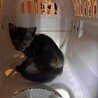 ［トライアル中！］唯一無二のサビ猫の子猫ちゃん サムネイル4