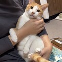 人間大好き！茶白くん　2歳くらい