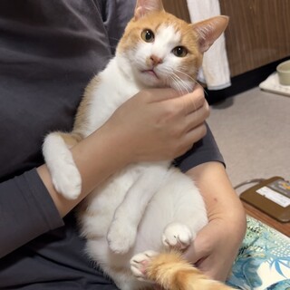 人間大好き！茶白くん　2歳くらい
