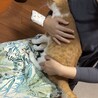 人間大好き！茶白くん　2歳くらい サムネイル3