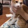 人間大好き！茶白くん　2歳くらい サムネイル4