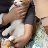 人間大好き！茶白くん　2歳くらい サムネイル5