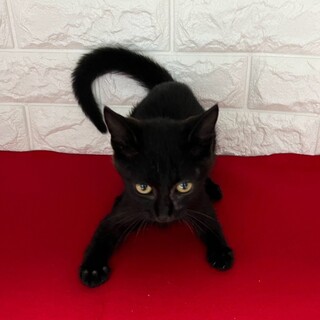 黒猫好き必見！犬の様に甘えて来ます❤ペコ