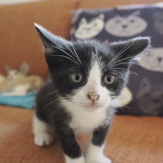 ラーくん