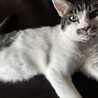 とっても人懐っこい男の子 サムネイル6
