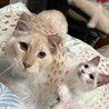 まなにこちーぱるたびさん