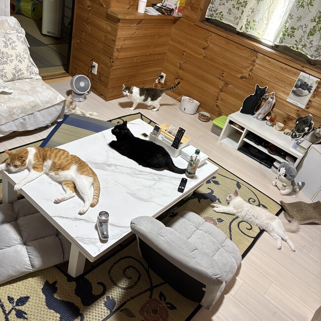まなにこちーぱるたびのカバー写真