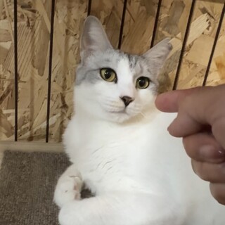 美しいグレー白の女の子　避妊済み