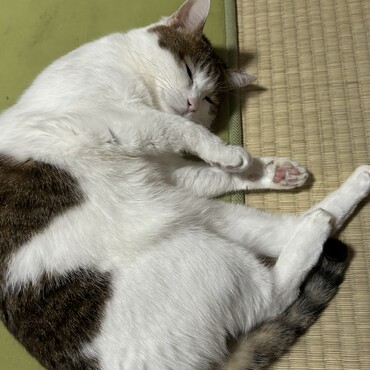 の写真
