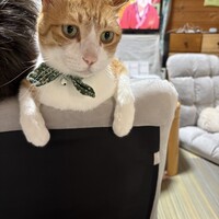 ちー
