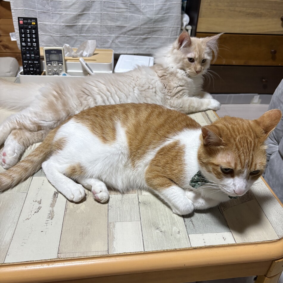 たびのカバー写真