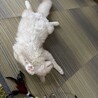 の写真