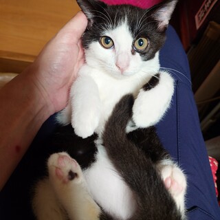 ハチワレちゃんの里親募集