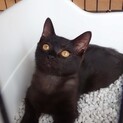 好奇心いっぱいお喋りな黒猫クックくん