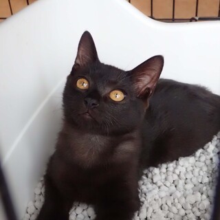 好奇心いっぱいお喋りな黒猫クックくん