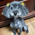 絶対に噛みつかない心穏やかなトイプードル