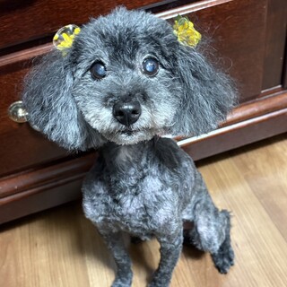 絶対に噛みつかない心穏やかなトイプードル