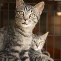 穏やかで猫と仲良し甘えん坊モックくん