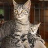穏やかで猫と仲良し甘えん坊モックくん サムネイル2
