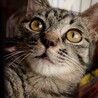 穏やかで猫と仲良し甘えん坊モックくん サムネイル3