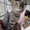 穏やかで猫と仲良し甘えん坊モックくん サムネイル4